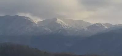 Birds Perch Bluebird