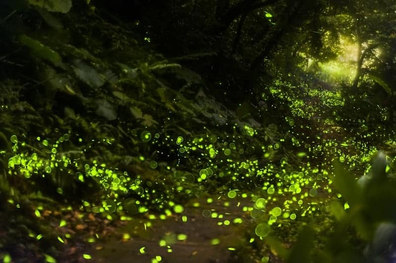 Fireflies in the woods