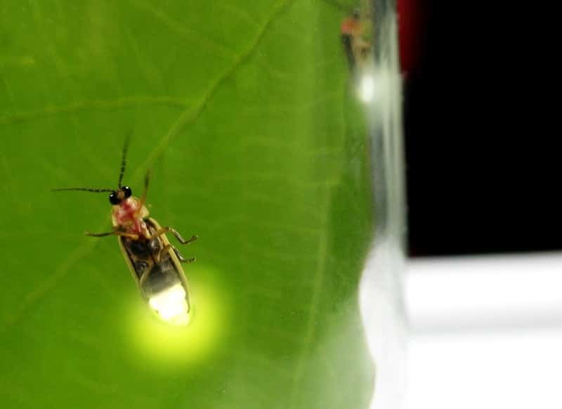 Firefly close up on a leaf