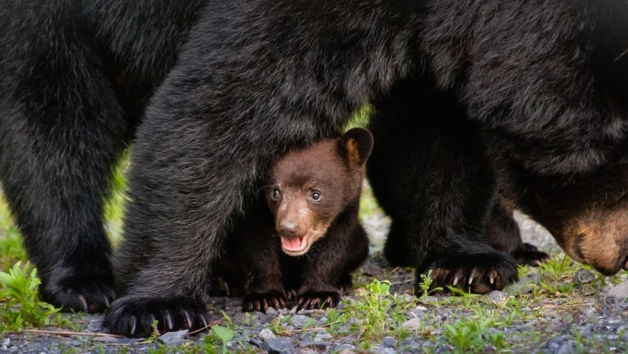 Smoky Mountain bears