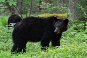 Smoky Mountain bears w Cades Cove
