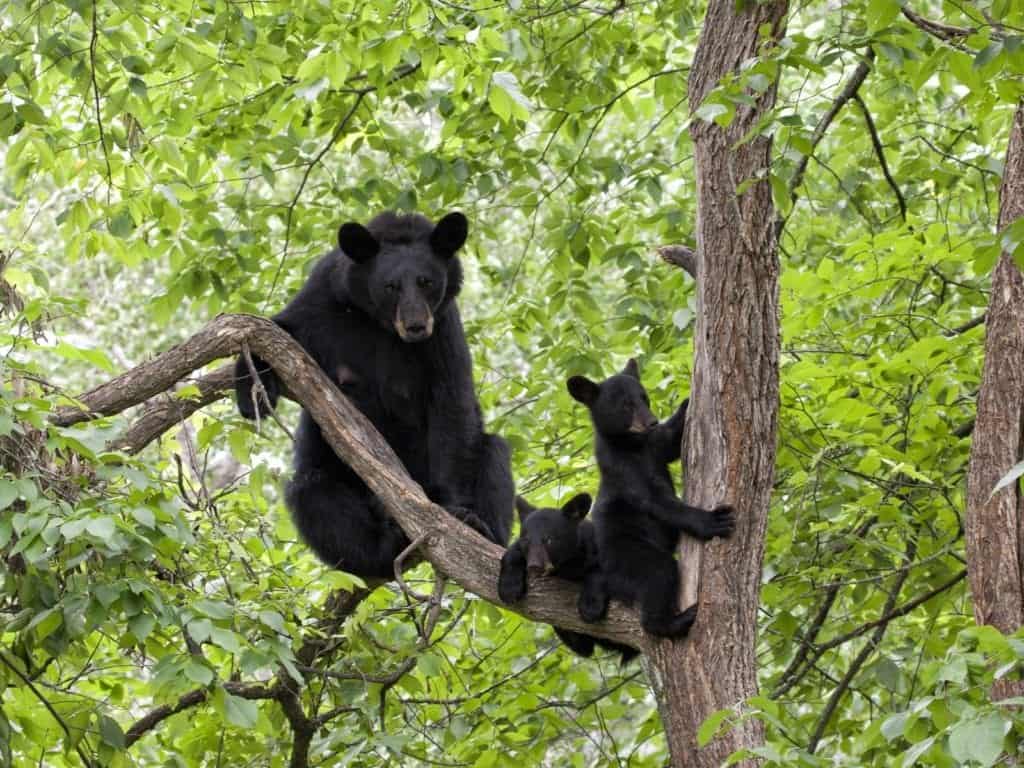 Bear_and_cub_in_tree_-Medium