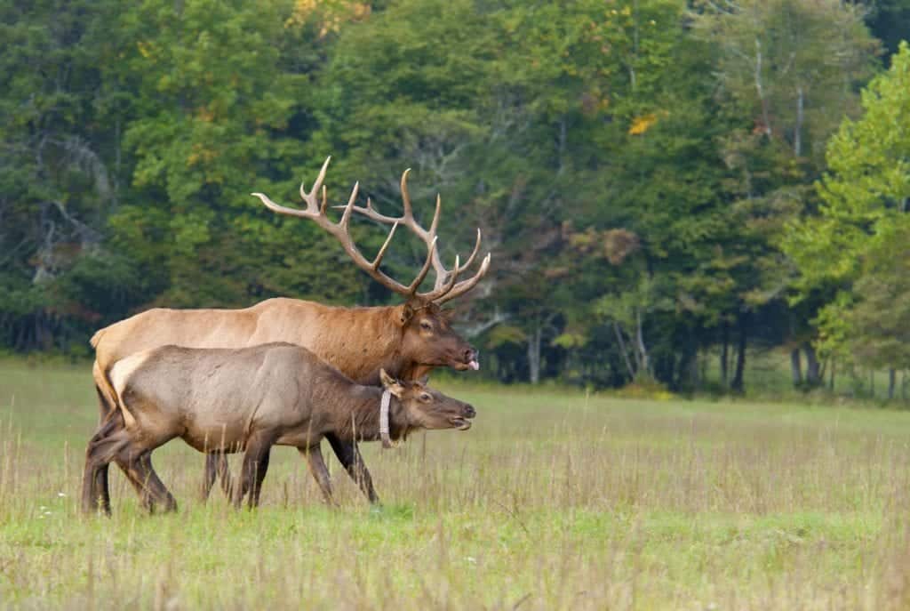 male and female elk in the great smoky mountains