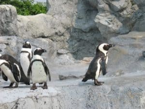 Penguins at gatlinburg aquarium