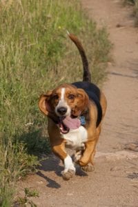 Beagle walking on a hiking trail