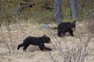 Two black bear cubs playing in the Smoky Mountains