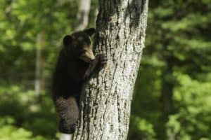 Young black bear cub climbing a tree