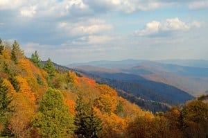 Fall colored trees in the mountains