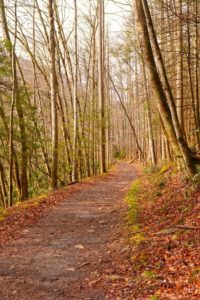 Big Creek trail in the Great Smoky Mountains National Park