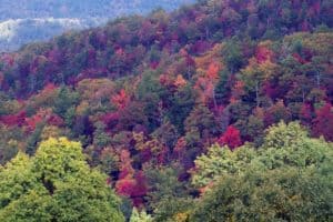 Fall reds and greens in the Smoky Mountains