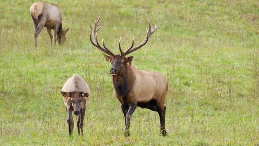 Three elk roaming the grass in the mountains