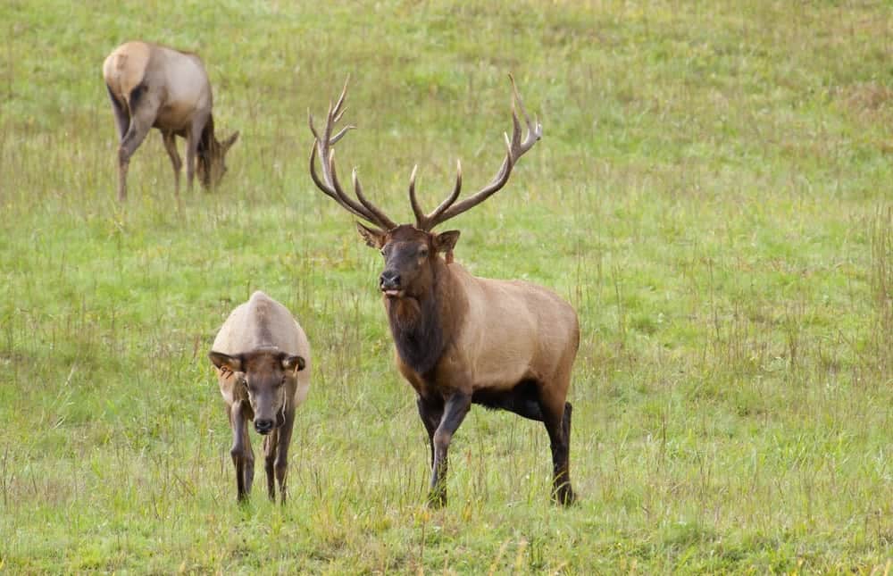 Visitors: Reasons to Watch for Elk in the Smoky Mountains