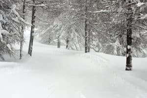Winter forest covered in inches of snow