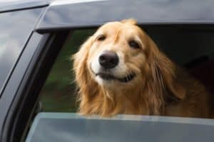Golden retriever hanging out the window of a car, smiling on the way to a Gatlinburg pet friendly cabin rental