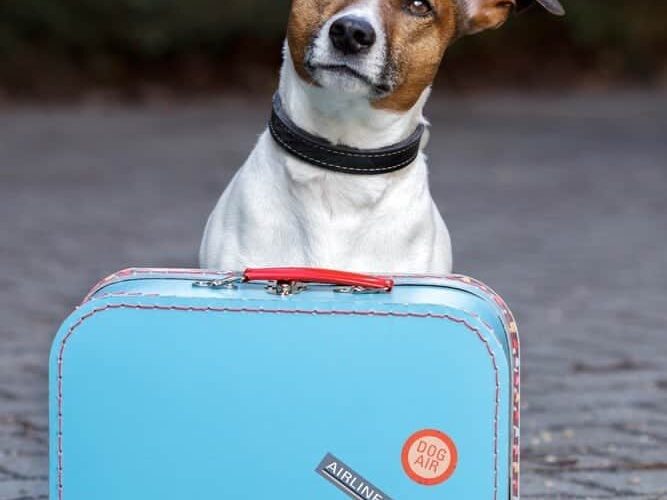 Small dog and blue suitcase wanting to take a vacation