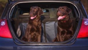 dogs riding in a car on their way to a pet-friendly Gatlinburg cabin
