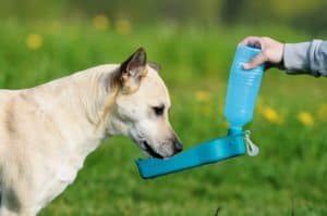 dog drinking water out of collapsible water bowl during Pigeon Forge pet-friendly vacation