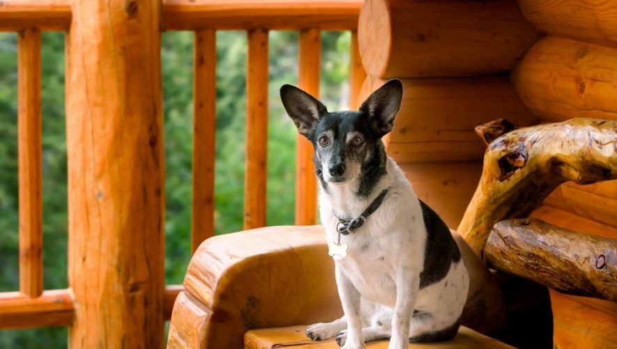 dog staying in Pigeon Forge cabins pet friendly rentals