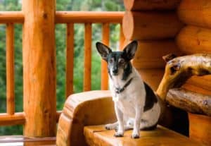 A dog sitting outside of a log cabin.