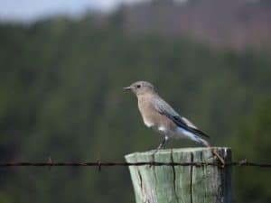 Bird and wildlife watching in Gatlinburg
