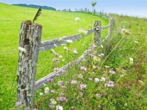 Wildflowers growing near a fence in a scenic Smoky Mountain meadow.