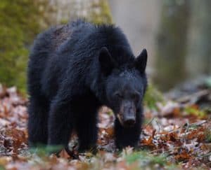 A black bear walking through fall leaves in the Smoky Mountains.