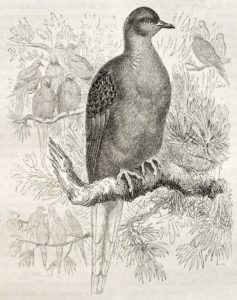 An illustration of the passenger pigeon.