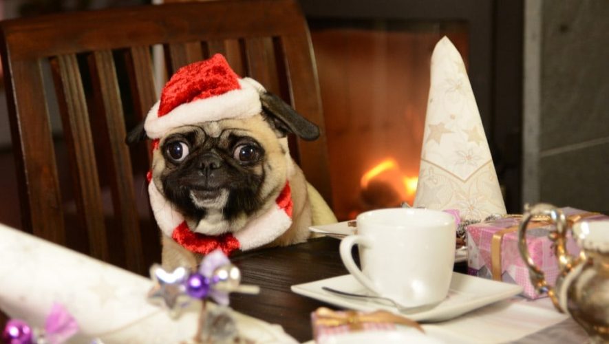 A pug with a santa hat in a Gatlinburg cabin