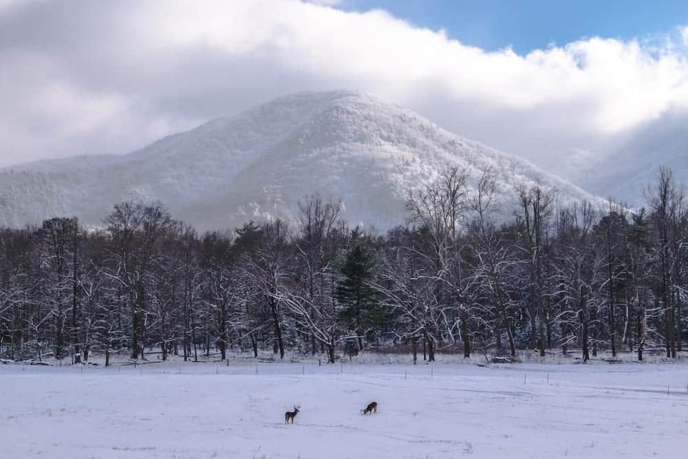 Top 4 Reasons to Drive the Cades Cove Loop Road During the Winter Months