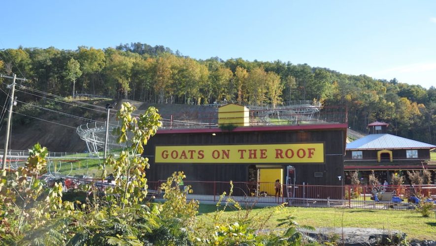 goats on the roof in pigeon forge