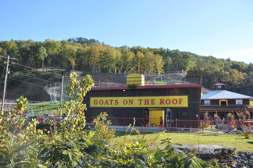 4 Fun Activities at Goats on the Roof in Pigeon Forge Your Family Will Love