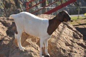 white and brown goat standing on dirt