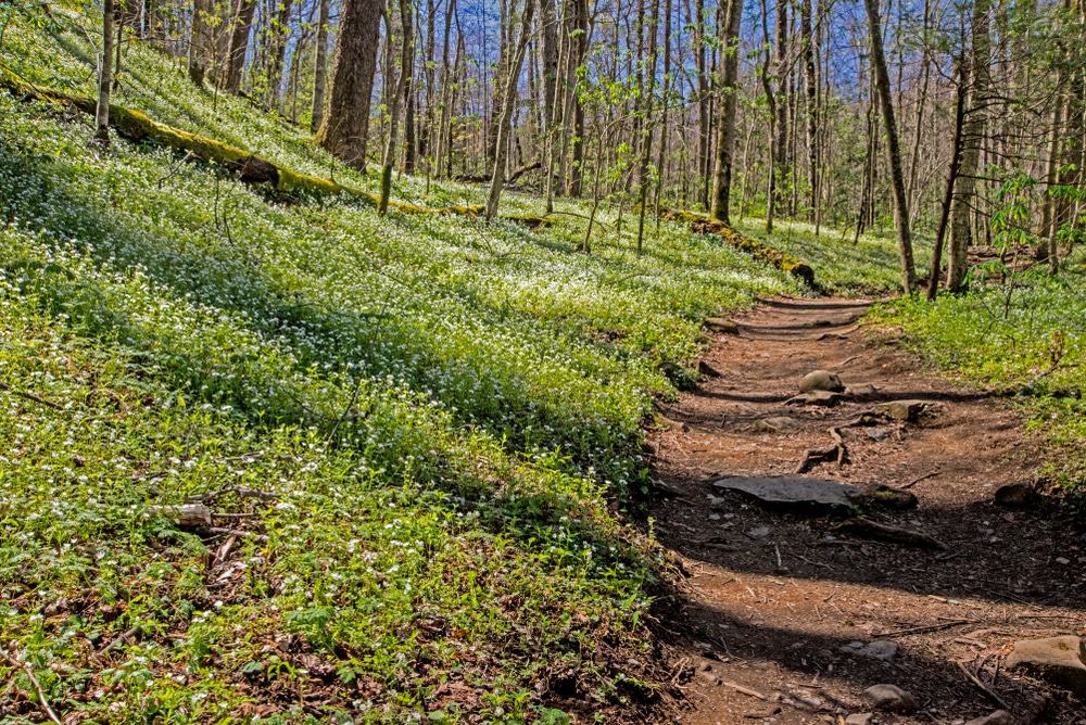 Everything You Need to Know About Hiking in the Smoky Mountains
